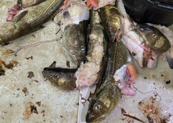 Sælskadede torsk. Foto: Fiskeri Tidende.