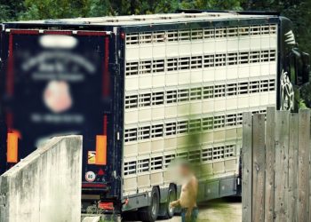 Danmark eksporterer årligt i omegnen af 17 millioner levende grise. Dyrenes Beskyttelse fulgte efter 500 af dem for at dokumentere de mange alvorlige dyrevelfærdsproblemer og systematiske lovbrud, som er en del af den støt stigende eksport. Foto: Dyrenes Beskyttelse.