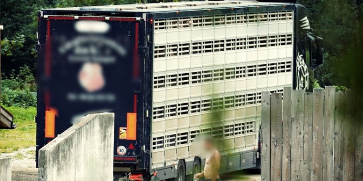 Danmark eksporterer årligt i omegnen af 17 millioner levende grise. Dyrenes Beskyttelse fulgte efter 500 af dem for at dokumentere de mange alvorlige dyrevelfærdsproblemer og systematiske lovbrud, som er en del af den støt stigende eksport. Foto: Dyrenes Beskyttelse.