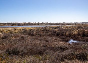 Vandplasken ved Kærsgård Strand. Foto (arkiv): Kurt Prentow.
