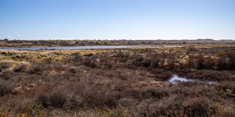 Vandplasken ved Kærsgård Strand. Foto (arkiv): Kurt Prentow.