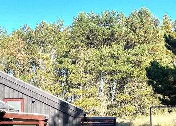 Træer og skov i et sommerhusområde ved Tversted overlever i første omgang. Privatfoto