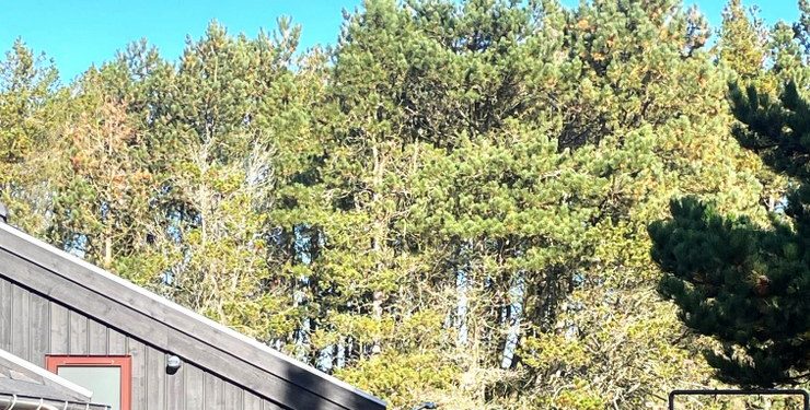 Træer og skov i et sommerhusområde ved Tversted overlever i første omgang. Privatfoto