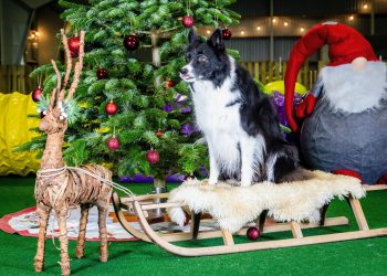 Igen i år er der gratis Julefotografering ved Paradis Hunde Træningscenter på Bredmosevej. Foto: Henning Hansen.