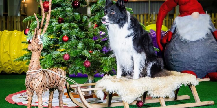 Igen i år er der gratis Julefotografering ved Paradis Hunde Træningscenter på Bredmosevej. Foto: Henning Hansen.