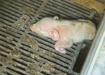 Dyrenes Beskyttelse politianmelder de tre ledende personer i svineproduktionen, som indgår i TV 2-dokumentaren "Hvem Passer på Grisene?: Afsløring hos landbrugets top", for en række ulovlige forhold. Foto: Screenshot fra TV 2-dokumentaren.