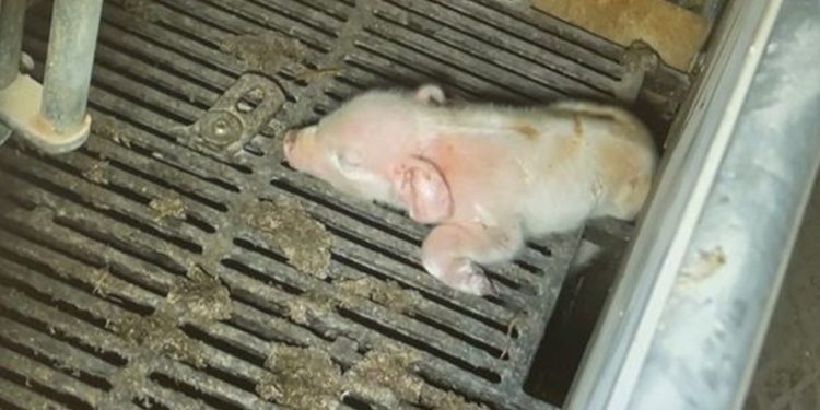 Dyrenes Beskyttelse politianmelder de tre ledende personer i svineproduktionen, som indgår i TV 2-dokumentaren "Hvem Passer på Grisene?: Afsløring hos landbrugets top", for en række ulovlige forhold. Foto: Screenshot fra TV 2-dokumentaren.