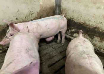 Dokumentaren viste flere eksempler på grise med store broksække. Billedet her stammer ikke fra dokumentaren men fra Fødevarestyrelsens kontrolbesøg i besætningerne.