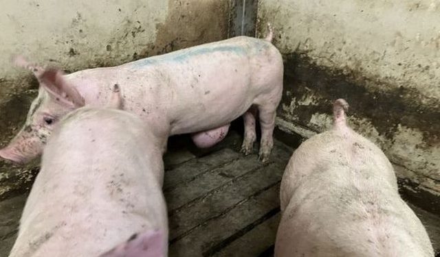 Dokumentaren viste flere eksempler på grise med store broksække. Billedet her stammer ikke fra dokumentaren men fra Fødevarestyrelsens kontrolbesøg i besætningerne.