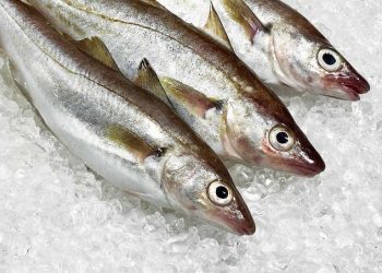 Hvillinger. Foto: Fiskeri Tidende.