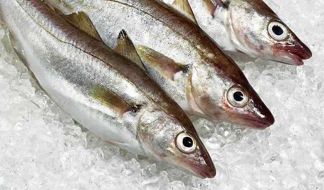 Hvillinger. Foto: Fiskeri Tidende.