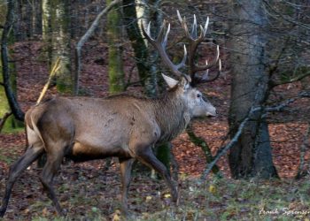 Foto: Frank Abildgaard Sørensen.