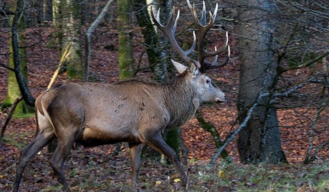 Foto: Frank Abildgaard Sørensen.