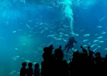 Foto: Nordsøen Oceanarium.