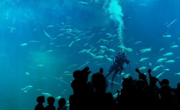 Foto: Nordsøen Oceanarium.