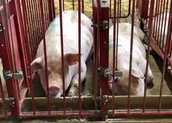 Den animalske fødevareproduktion presser klimaet, dyrene og naturen. Alene i Danmark bliver der hvert år produceret over 200 millioner dyr i industrilandbruget - de fleste lever hele livet uden dagslys og uden mulighed for at udleve deres naturlige behov.   Foto: Dyrenes Beskyttelse.