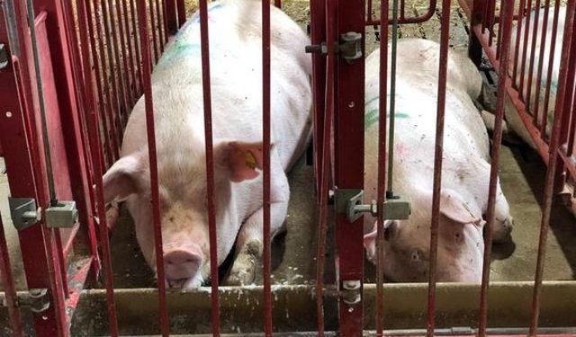 Den animalske fødevareproduktion presser klimaet, dyrene og naturen. Alene i Danmark bliver der hvert år produceret over 200 millioner dyr i industrilandbruget - de fleste lever hele livet uden dagslys og uden mulighed for at udleve deres naturlige behov.   Foto: Dyrenes Beskyttelse.