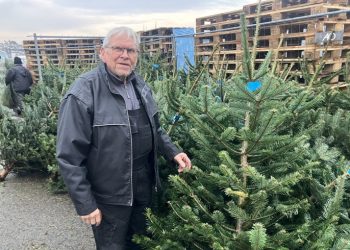 Så er årets juletræ udvalgt og købt hos A-Z i Hjørring. Foto: Palle W. Nielsen