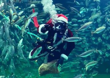 Foto: Nordsøen Oceanarium.