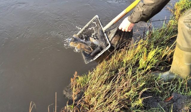 Foto: Liver Å Lystfiskerforening.