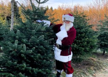 Selv julemanden henter selvfølgelig sit juletræ hos Mellemgård ved Sindal. Foto: Privat.