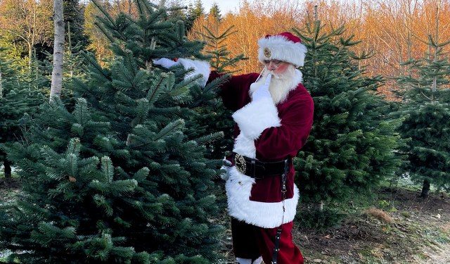 Selv julemanden henter selvfølgelig sit juletræ hos Mellemgård ved Sindal. Foto: Privat.