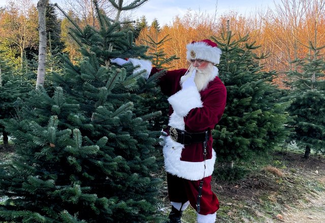 Selv julemanden henter selvfølgelig sit juletræ hos Mellemgård ved Sindal. Foto: Privat.
