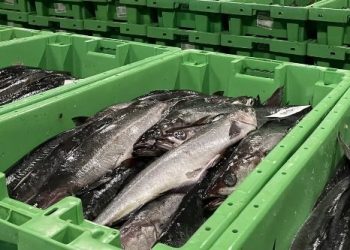 Mørksej på fiskeauktion. Foto: Fiskeri Tidende.