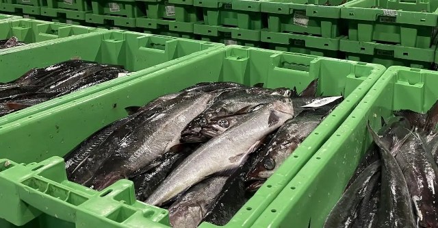 Mørksej på fiskeauktion. Foto: Fiskeri Tidende.