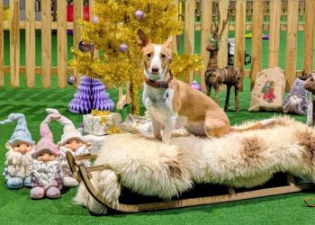 Paradis Hunde Træningscenter tilbød traditionen tro Julefotografering af hunde sammen med deres ejere.