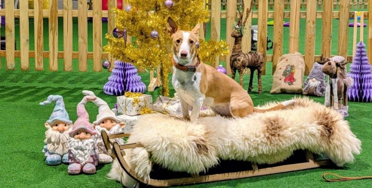 Paradis Hunde Træningscenter tilbød traditionen tro Julefotografering af hunde sammen med deres ejere.