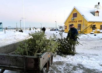 Handelschef Per Martensen i gang med at fjerne juletræer ved Den Grønne Plads overfor Hirtshals Kro. Foto: Niels Skipper.