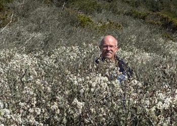 Lars Høgh midt i Danmarks største slåenkrat, som ligger i Tornby Klitplantage. Foto: Privat.