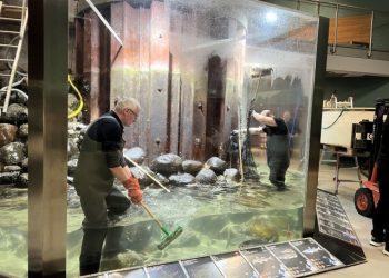 Her er det hverken torsk eller havfruer, men et par hårdtarbejdende herrer, der er i akvariet. Foto: Nordsøen Oceanarium.