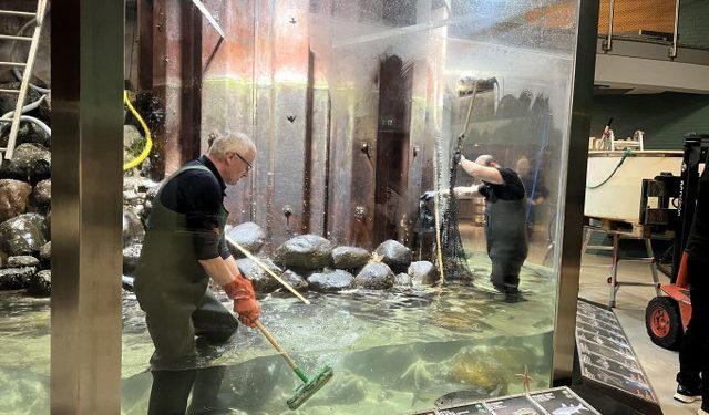 Her er det hverken torsk eller havfruer, men et par hårdtarbejdende herrer, der er i akvariet. Foto: Nordsøen Oceanarium.