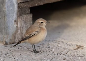 Ørkenstenpikkeren på Hirtshals Havn. Foto: Henrik Pedersen.
