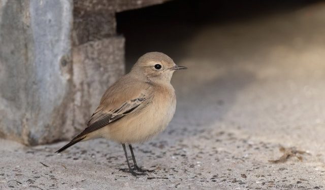 Ørkenstenpikkeren på Hirtshals Havn. Foto: Henrik Pedersen.
