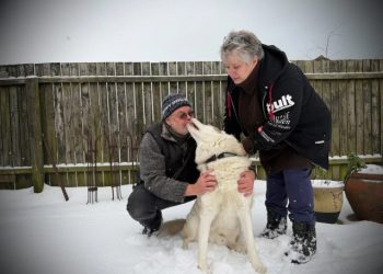 Karin og Tom Munk bruger mange timer på at holde slædehunden Tala aktiveret.
Foto: Caroline Hyldig Larsen / TV2 Nord.