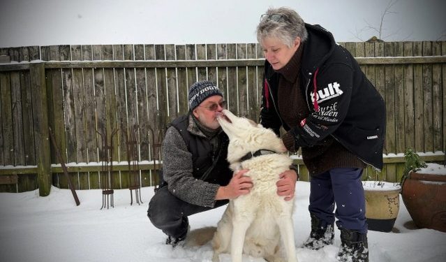 Karin og Tom Munk bruger mange timer på at holde slædehunden Tala aktiveret.
Foto: Caroline Hyldig Larsen / TV2 Nord.
