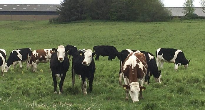 Kvæggården Maarager ved Vittrup nær Løkken. Privatfoto