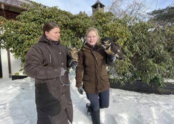 Foto: Ørnereservatet.
