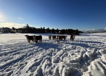 Foto: Kærsgård Hovedgård.