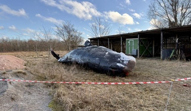Foto: Claus Højberg / Bunken Nyt.