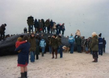 Kaskelothvalen på Tversted Strand anno 19979. Foto: Kjeld Larsen.