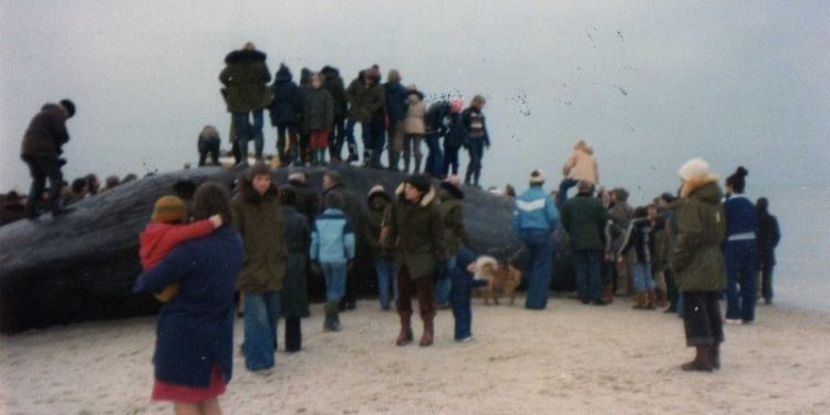 Kaskelothvalen på Tversted Strand anno 19979. Foto: Kjeld Larsen.