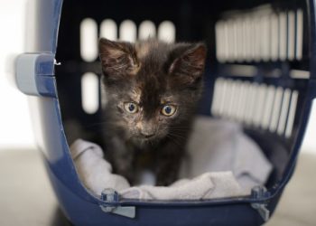 August blev igen i 2025 den måned, hvor flest dyr blev videreformidlet – hele 918 fik et nyt hjem. En del af forklaringen kan findes i, at mange killinger bliver klar til adoption i august. Katte udgjorde næsten 80 procent af årets videreformidlede dyr, og langt de fleste kommer fra en fortid, hvor de er fundet dumpet eller alene. Foto: Dyrenes Beskyttelse 
Foto: Dyrenes Beskyttelse.