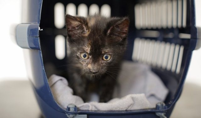 August blev igen i 2025 den måned, hvor flest dyr blev videreformidlet – hele 918 fik et nyt hjem. En del af forklaringen kan findes i, at mange killinger bliver klar til adoption i august. Katte udgjorde næsten 80 procent af årets videreformidlede dyr, og langt de fleste kommer fra en fortid, hvor de er fundet dumpet eller alene. Foto: Dyrenes Beskyttelse 
Foto: Dyrenes Beskyttelse.