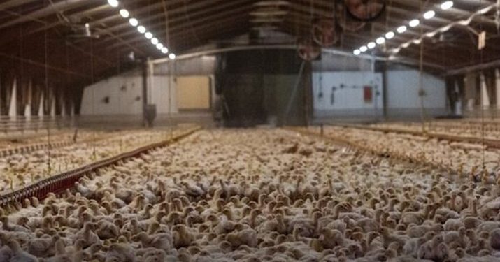 Kyllingekød fra de mest udbredte danske fastfood-kæder kommer i langt overvejende grad fra danske stalde med turbokyllinger, der er stuvet sammen på alt for lidt plads uden adgang til dagslys og udendørs arealer. Foto: Joanne McArthur/We Animals.