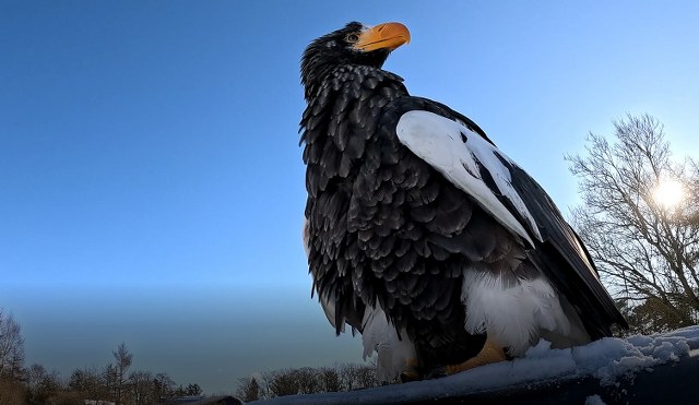 Stellersørnen Kamtjatka. Foto: Ørnereservatet.