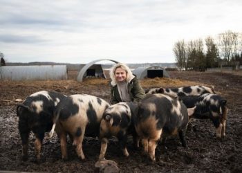 Grisenes velfærd betyder noget for lidt over halvdelen af de vælgere, der skal stemme ved folketingsvalget 24. marts 2026. Dyrenes Beskyttelses direktør Britta Riis konstaterer, at meningsmålingen også gør op med påstanden om, at det kun er folk i storbyerne, der går op i dyrevelfærd. Foto: Benedicte Lorenzen / Dyrenes Beskyttelse.